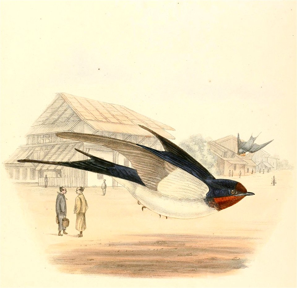 Hirundo rustica gutturalis 1894