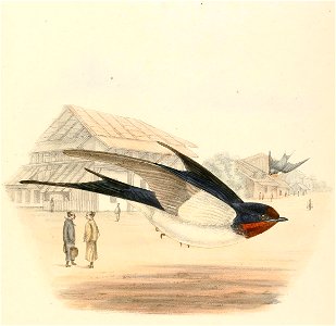 Hirundo rustica gutturalis 1894