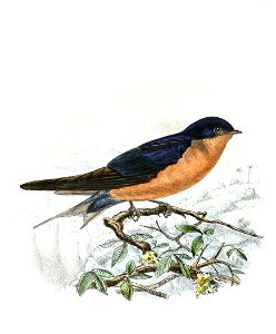 Hirundo nigrorufa 1894. Free illustration for personal and commercial use.