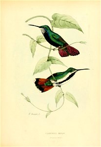 Histoirenaturell11874muls 0295