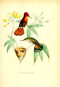Histoirenaturel04muls 0189