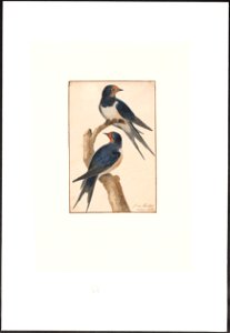 Hirundo rustica - 1753-1834 - Print - Iconographia Zoologica - Special Collections University of Amsterdam - UBA01 IZA1000292. Free illustration for personal and commercial use.