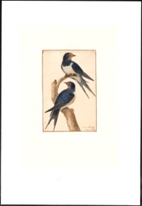 Hirundo rustica - 1753-1834 - Print - Iconographia Zoologica - Special Collections University of Amsterdam - UBA01 IZA1000292