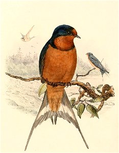 Hirundo rustica tytleri 1894. Free illustration for personal and commercial use.