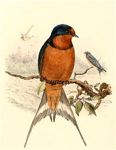 Hirundo rustica tytleri 1894