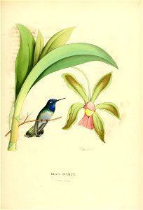 Histoirenaturell21876muls 0095