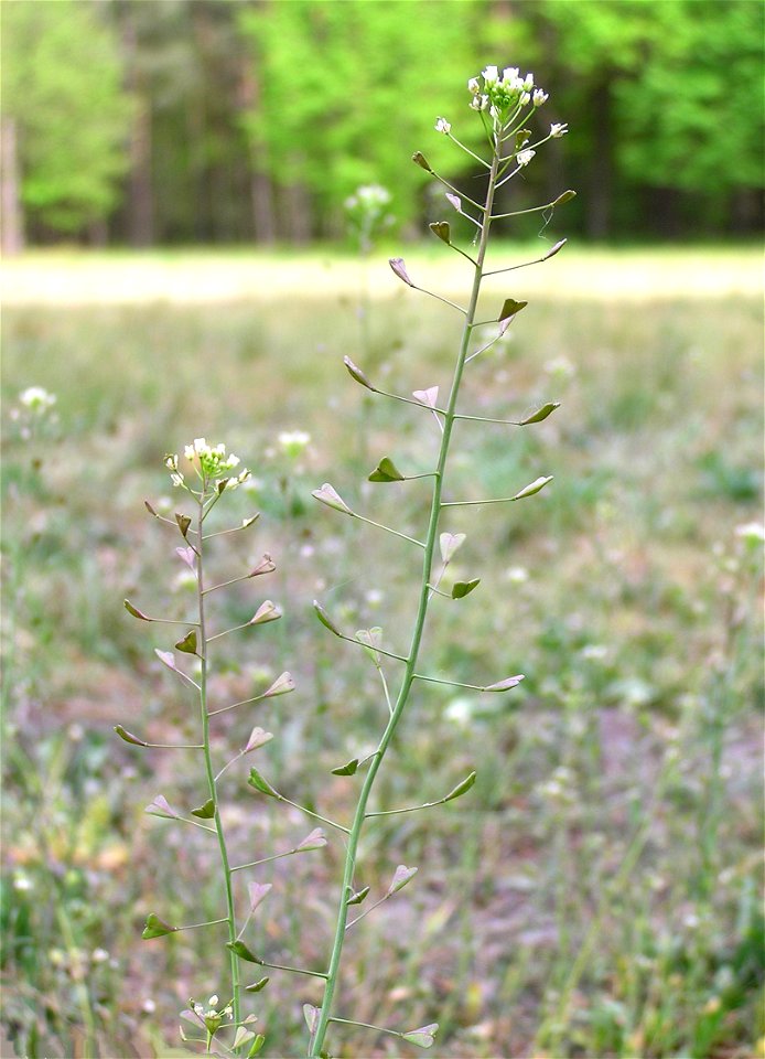 Hirtentäschel in Trebus 2007b
