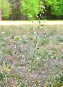Hirtentäschel in Trebus 2007b