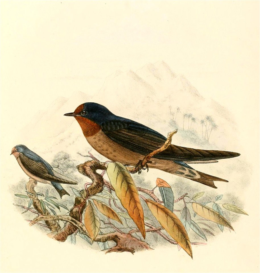 Hirundo tahitica 1894