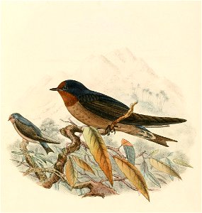 Hirundo tahitica 1894. Free illustration for personal and commercial use.