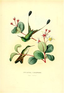 Histoirenaturell31877muls 0353