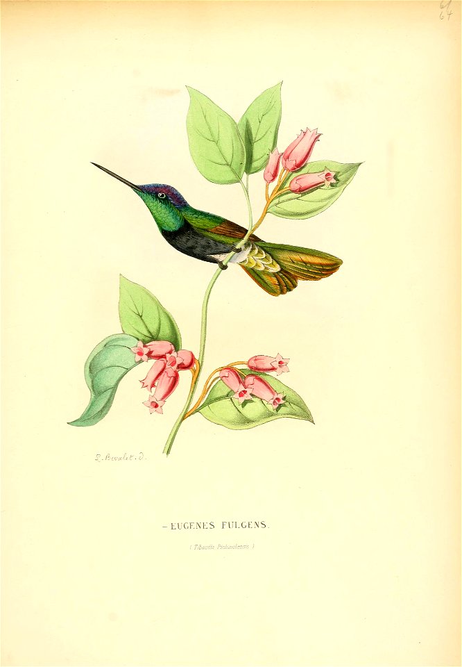 Histoirenaturel04muls 0359