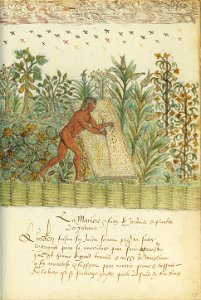 Histoire Naturelle des Indes - Google Art Project