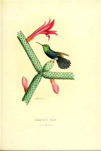 Histoirenaturell21876muls 0279