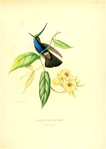 Histoirenaturell00muls 0013