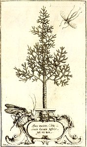 Histoire des plantes qui naissent (...)Garidel Pierre bpt6k15122125 145b
