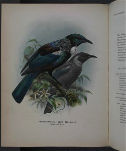History of the birds of NZ 1st ed p086-2