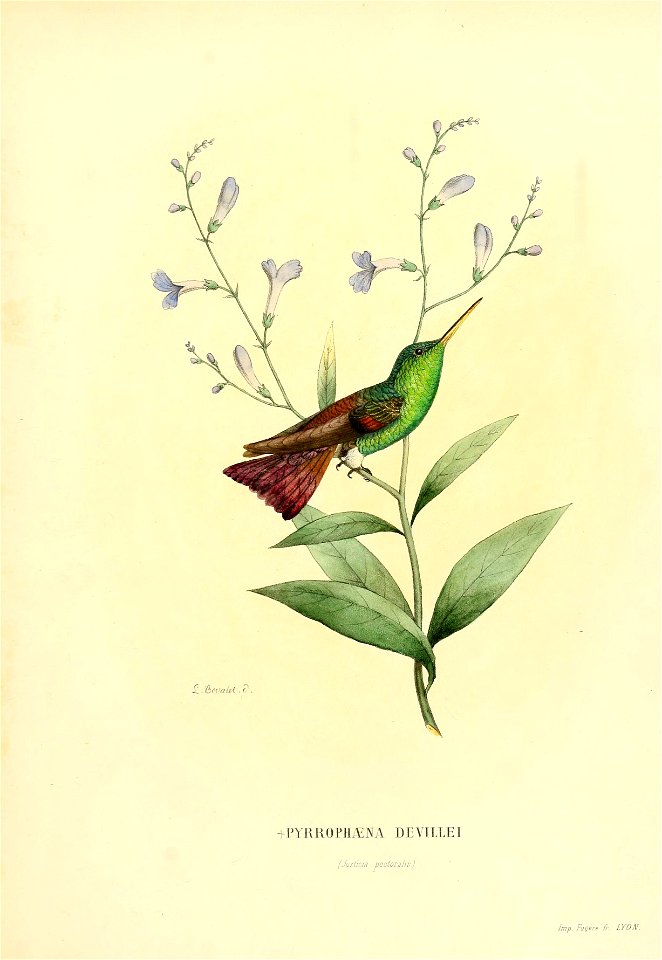 Histoirenaturell11874muls 0365
