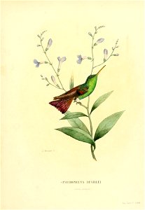 Histoirenaturell11874muls 0365