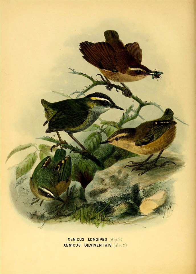 History of the birds of NZ 1st ed p114