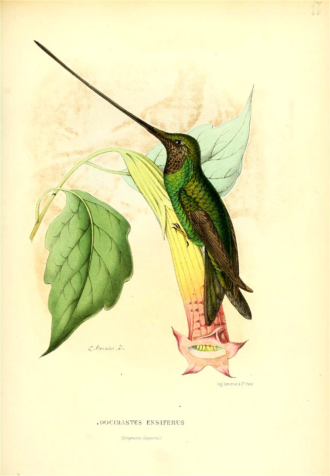 Histoirenaturel04muls 0281