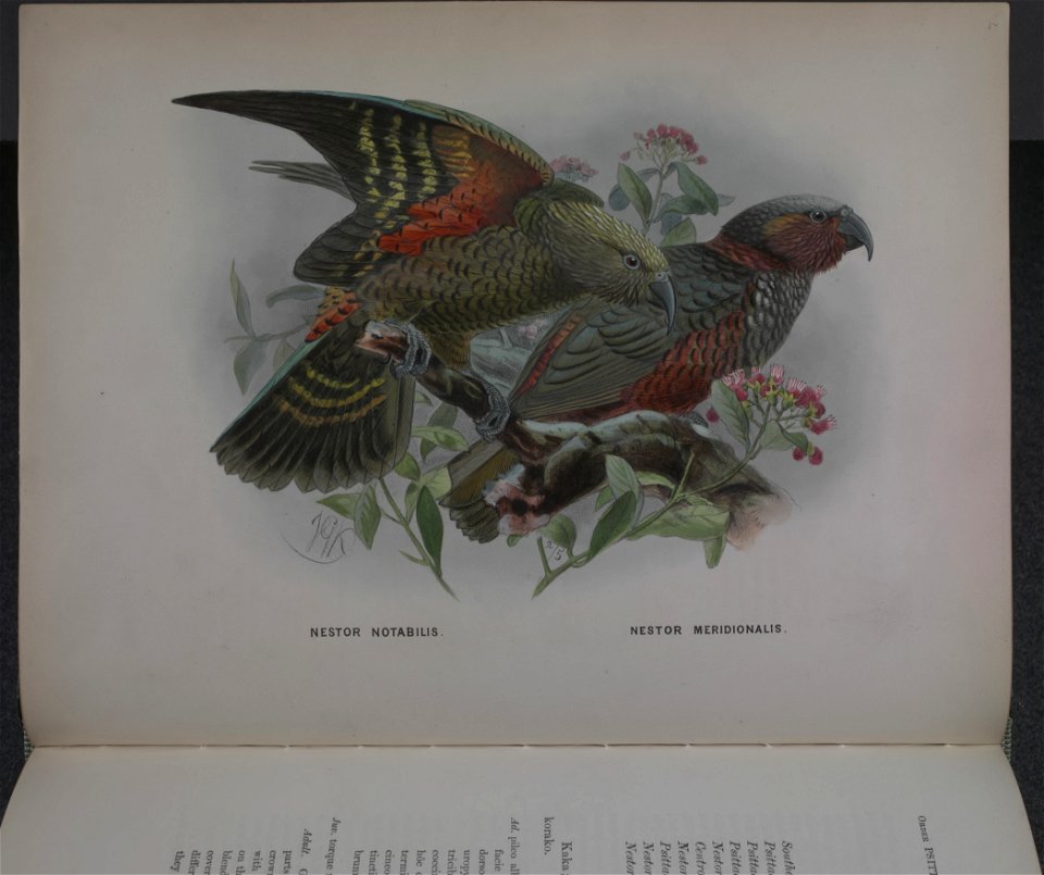 History of the birds of NZ 1st ed p038-2