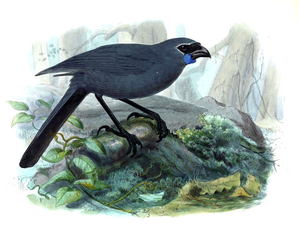 History of the birds of NZ 1st ed p152-2a
