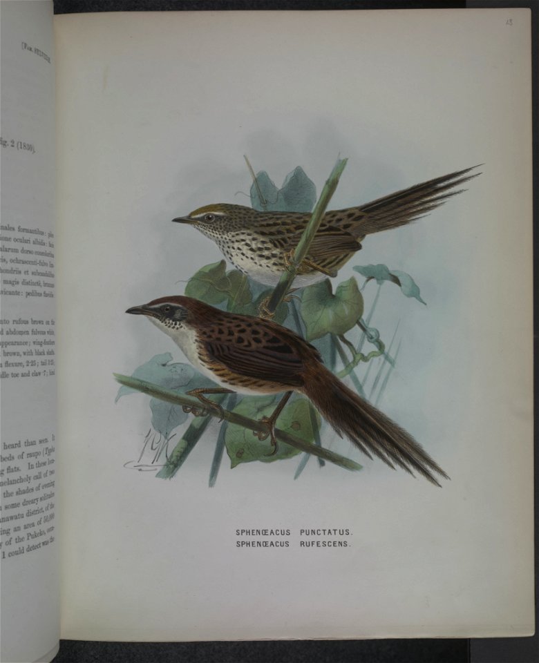 History of the birds of NZ 1st ed p128-2
