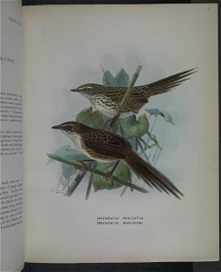 History of the birds of NZ 1st ed p128-2