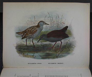 History of the birds of NZ 1st ed p180-2. Free illustration for personal and commercial use.