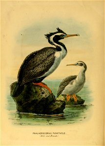 History of the birds of NZ 1st ed p334
