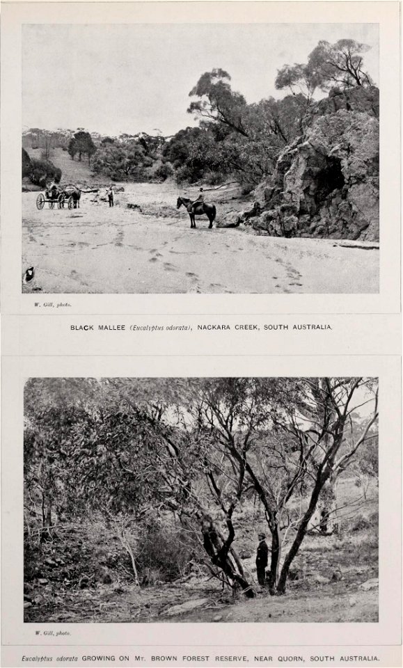 Historical image - Eucalyptus odorata