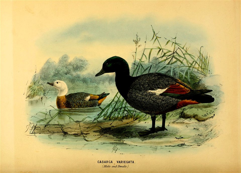 History of the birds of NZ 1st ed p240