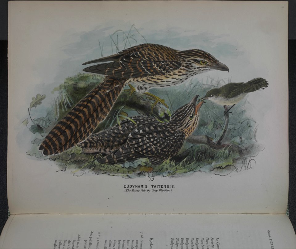 History of the birds of NZ 1st ed p072-2