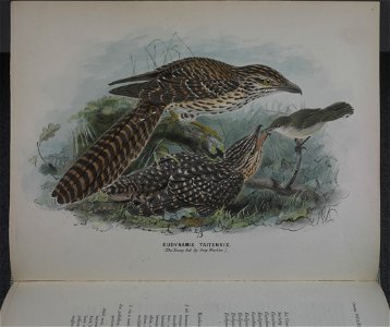 History of the birds of NZ 1st ed p072-2