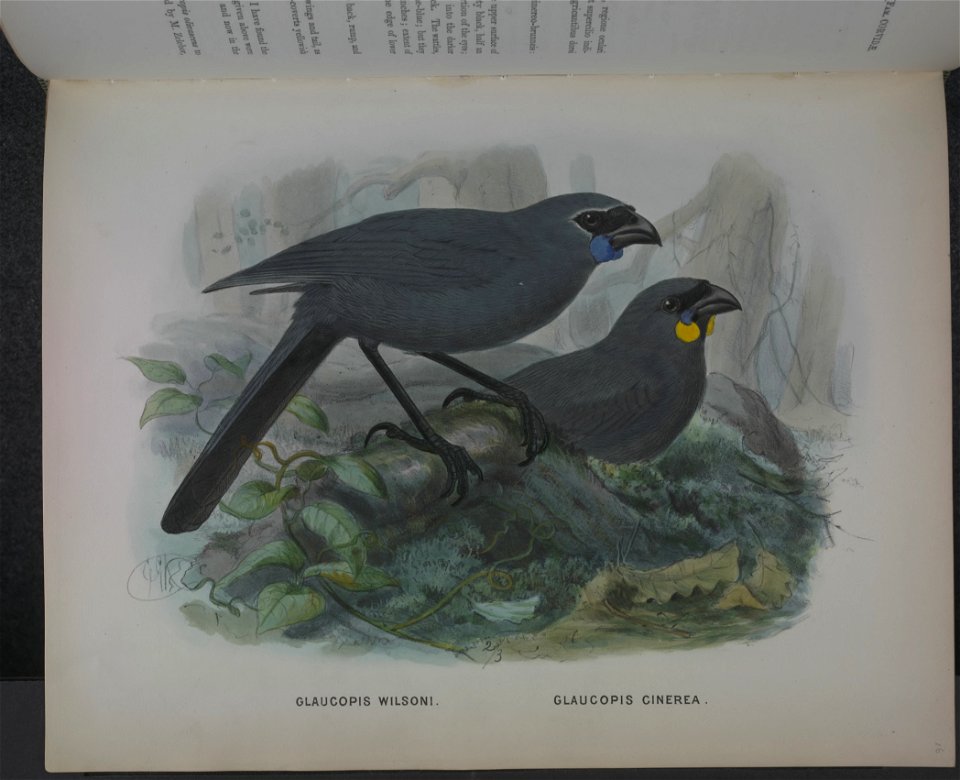 History of the birds of NZ 1st ed p152-2