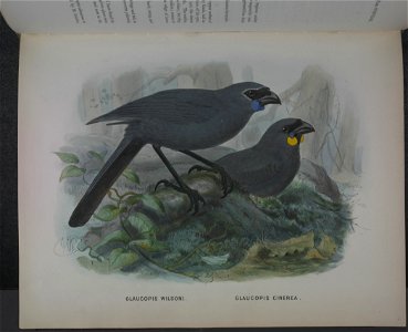 History of the birds of NZ 1st ed p152-2
