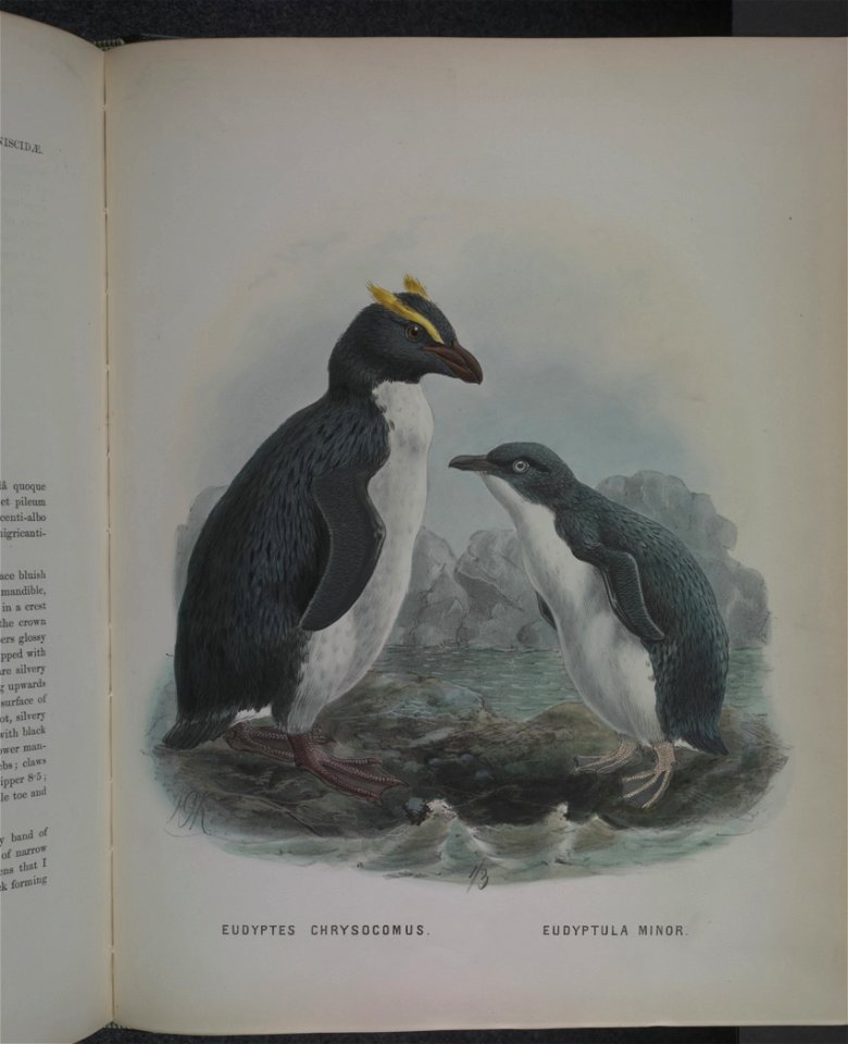 History of the birds of NZ 1st ed p344-2
