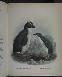 History of the birds of NZ 1st ed p344-2