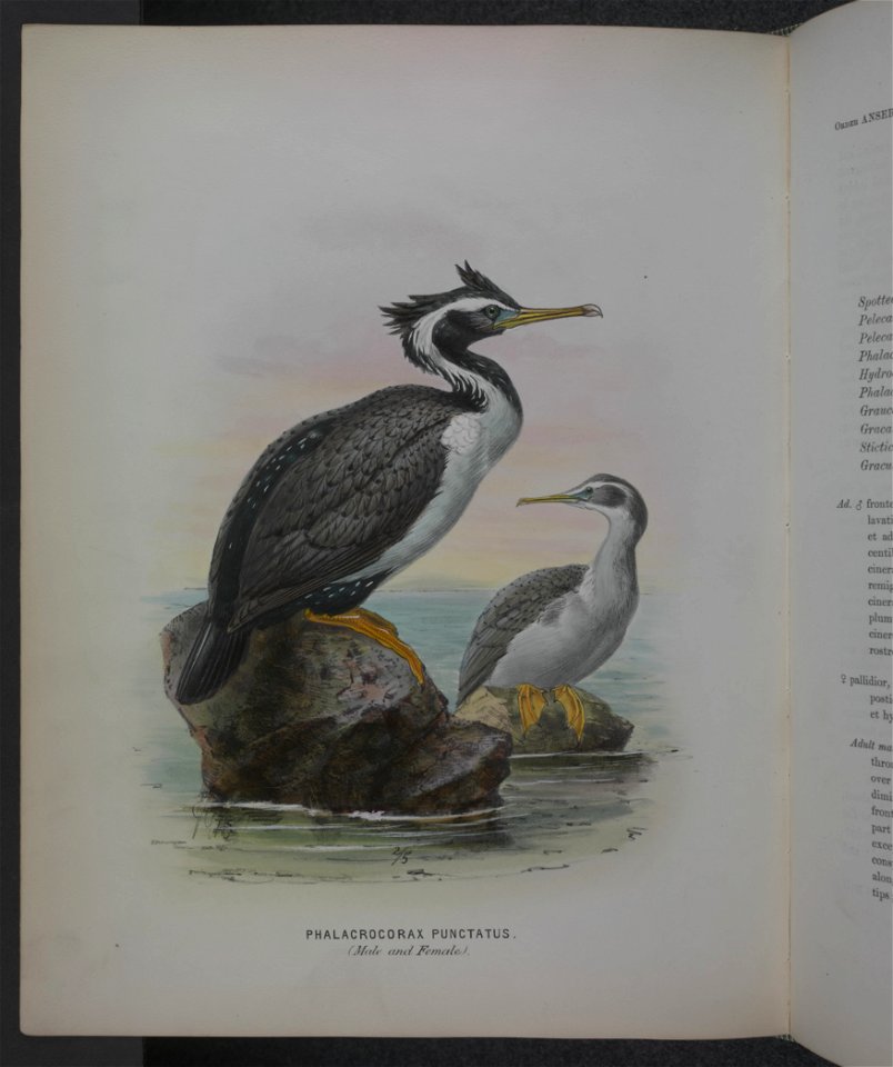 History of the birds of NZ 1st ed p334-2