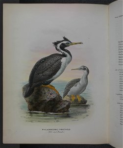 History of the birds of NZ 1st ed p334-2