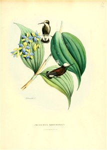 Histoirenaturell21876muls 0375