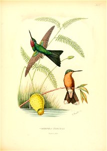 Histoirenaturell00muls 0035
