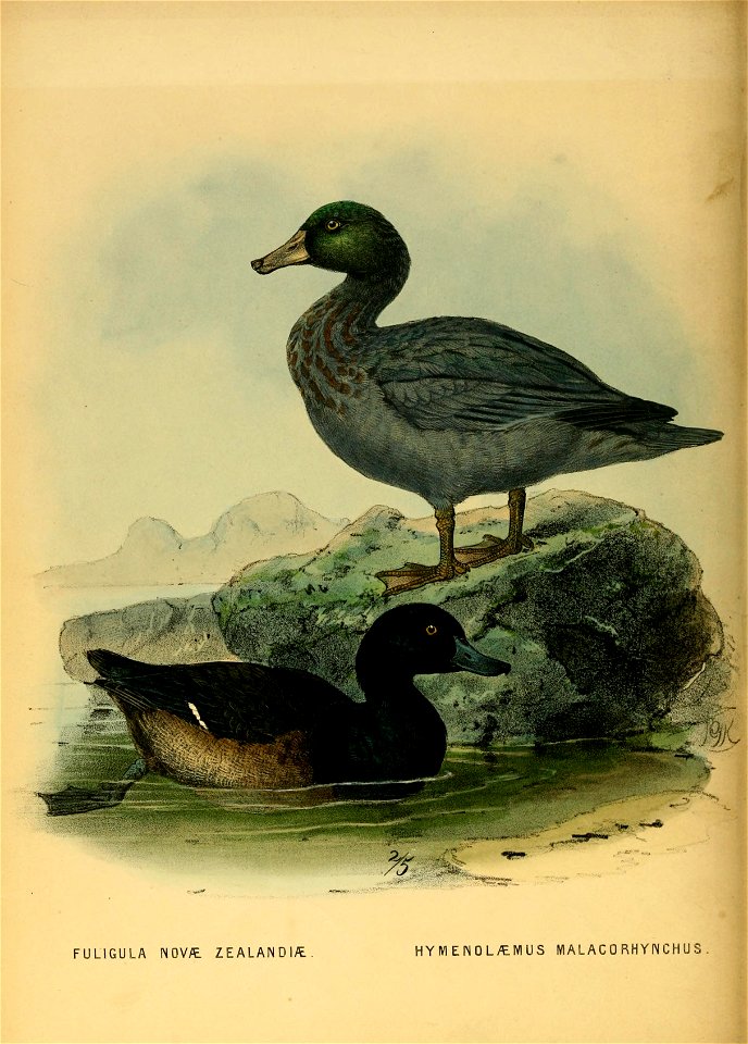 History of the birds of NZ 1st ed p258