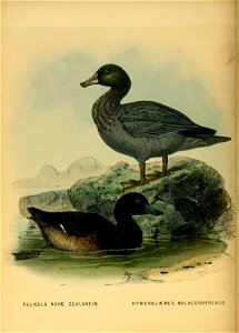 History of the birds of NZ 1st ed p258