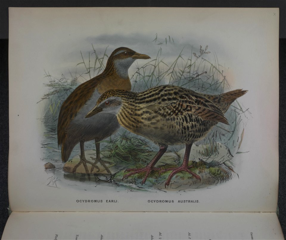History of the birds of NZ 1st ed p164-2