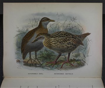 History of the birds of NZ 1st ed p164-2