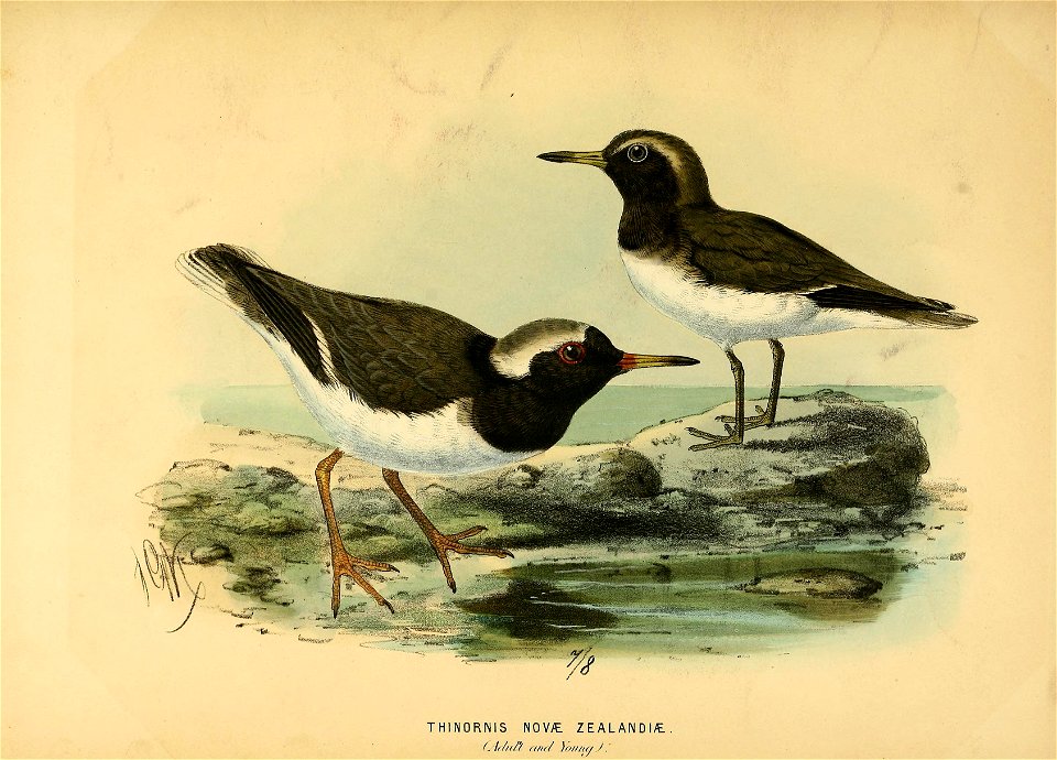 History of the birds of NZ 1st ed p214