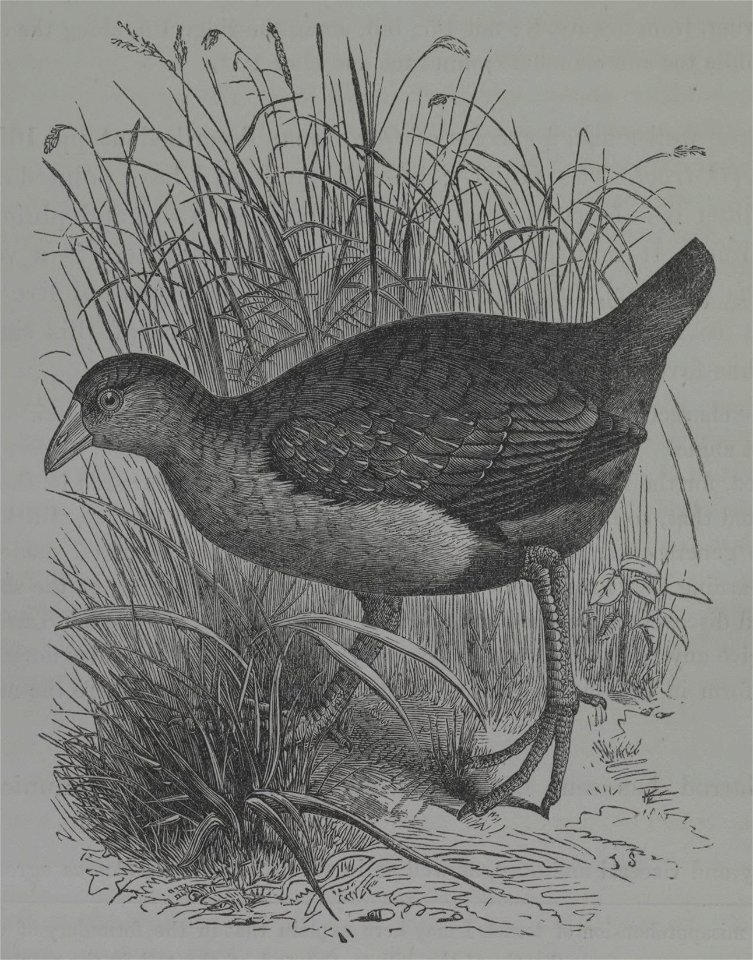 History of the birds of NZ 1st ed pXIX-2