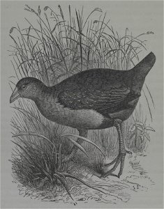 History of the birds of NZ 1st ed pXIX-2